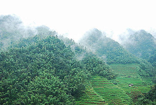odd trong cá cược là gì